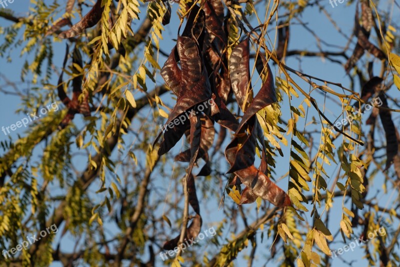 Seeds Plant Nature Garden Leaf