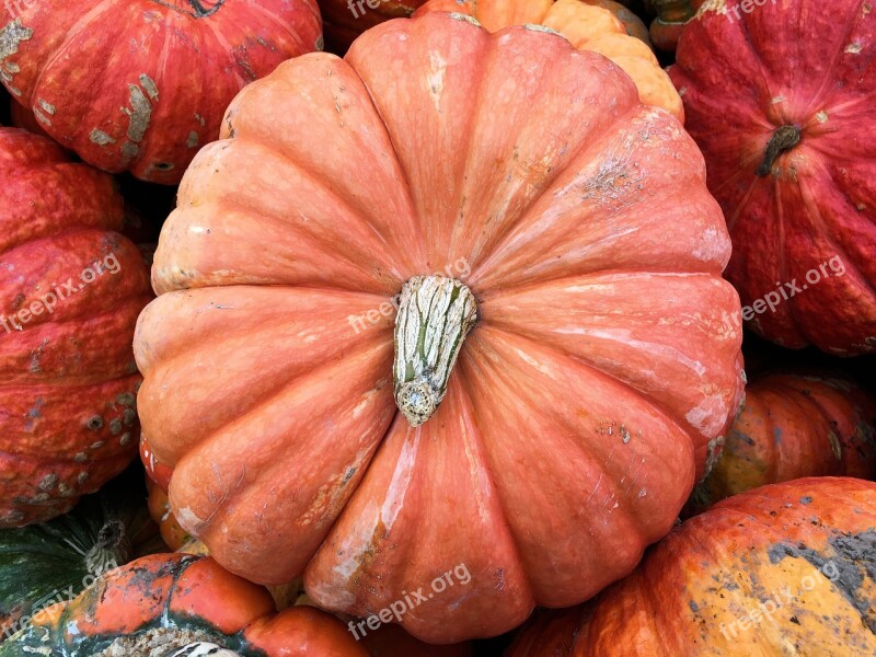 Decorative Pumpkin Harvest Autumn Fall