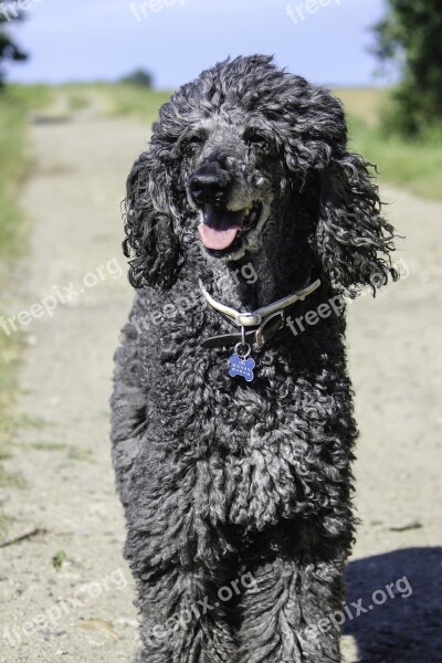 Standard Poodle Older Standard Poodle Ungroomed Poodle Animal Casual