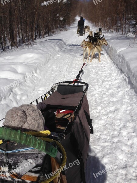 Sledding Husky Sled Snow Alaskan