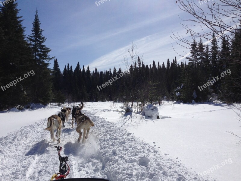 Winter Dog Sledding Husky Alaskan Arctic