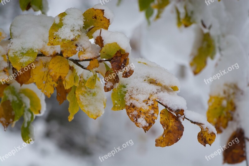 Branches Snowy Leaves Snow Winter