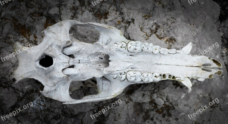 Skull Animal Wild Pig Texture Tusk