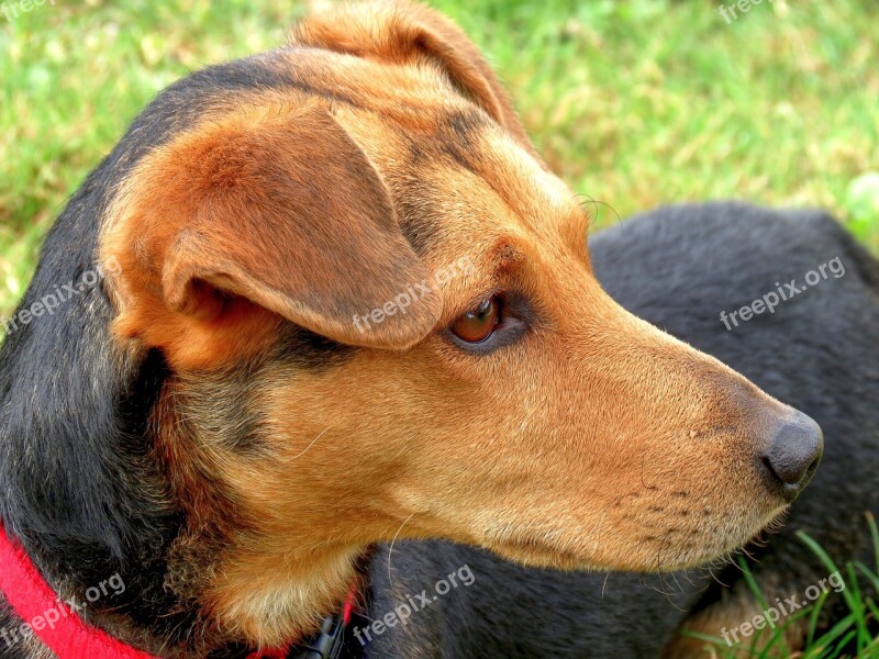 Dog Hybrid Head View Pet