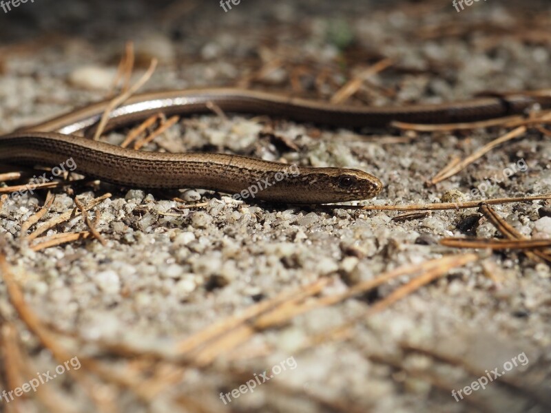 Nature Slow Worm Snake Crawl Reptile