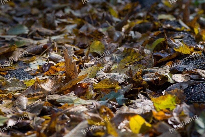 Leaves Away On The Ground Fall Foliage Autumn Mood