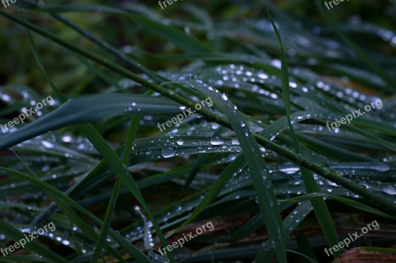 Grass Rainy Weather Grasses Drip Raindrop