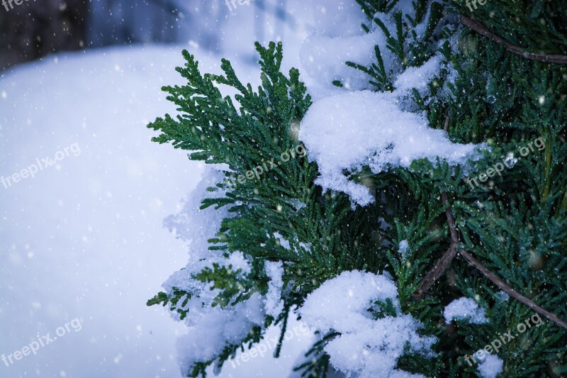 Winter Snow Snowy Tree Tree Of Life