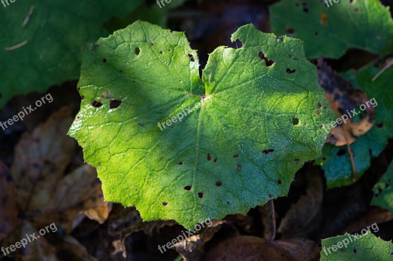 Leaf Forest Nature Autumn Green