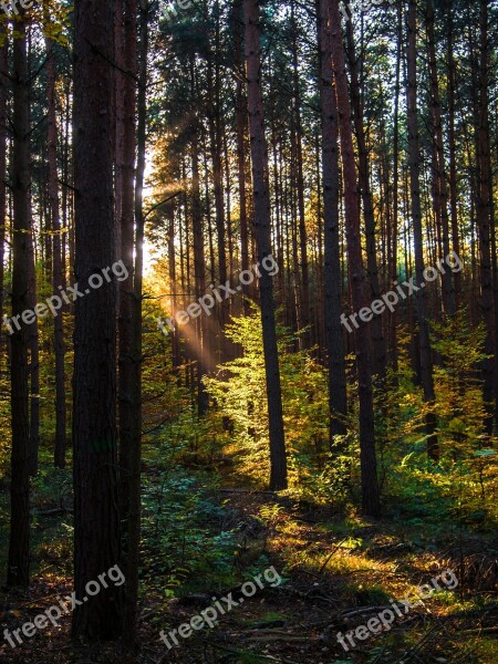 Forest Nature Light Fall Foliage Forest Path