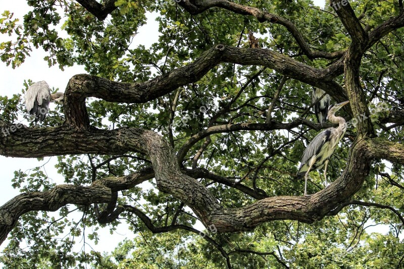 Tree Aesthetic Branches Birds Heron