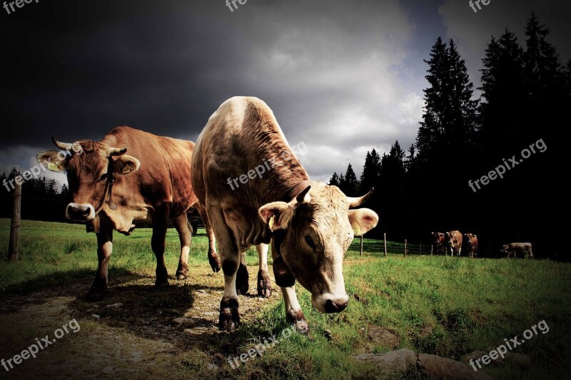 Cow Cows Allgäu Beef Cattle