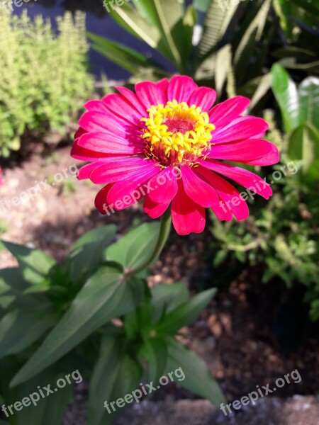 Zinnia Flowers Colorful Free Photos