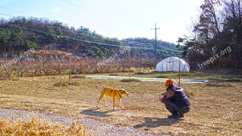 Country Dog Man Mountain Youngcheon