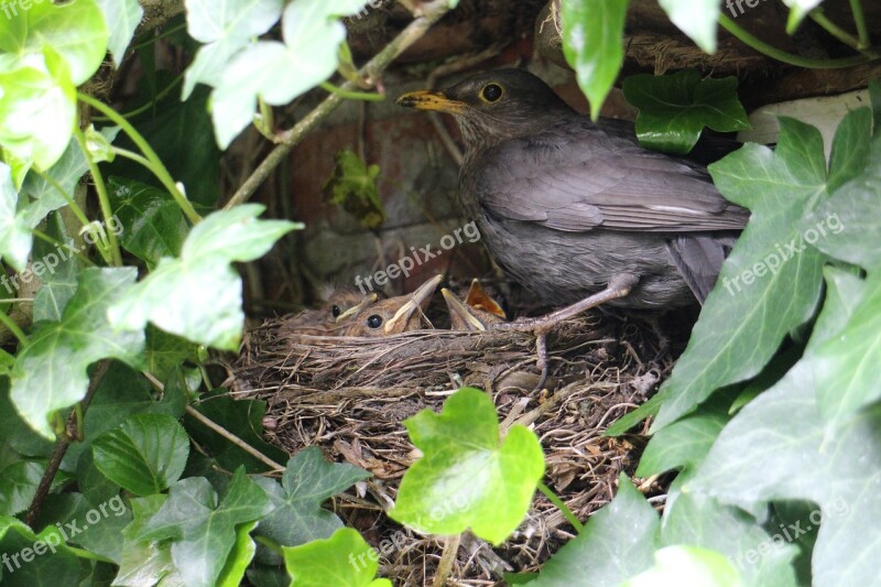 Blackbird Young Nest Fledglings Birds