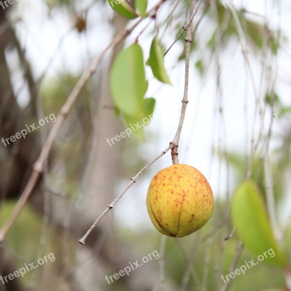 Mangaba Sergipe Mangabeira Free Photos