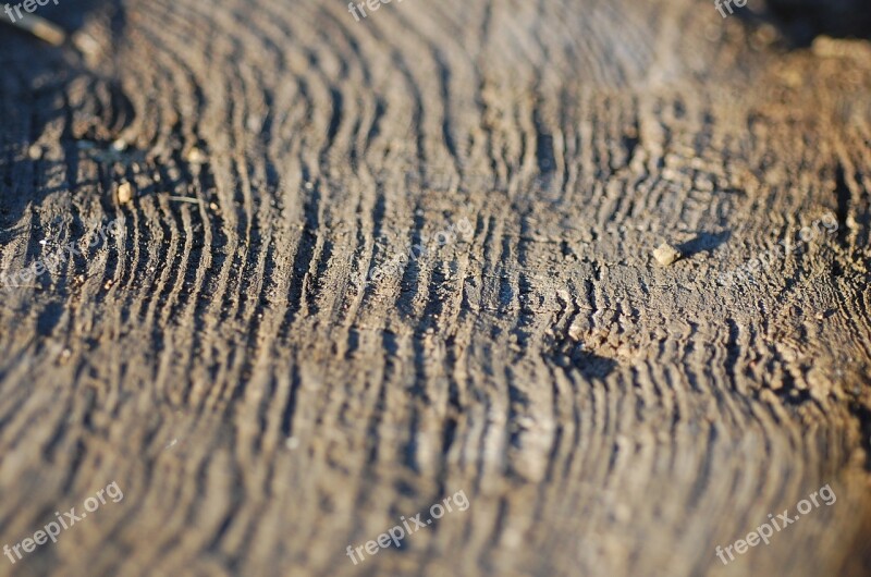 Tree Rings Stump Wood Grain Wood Free Photos