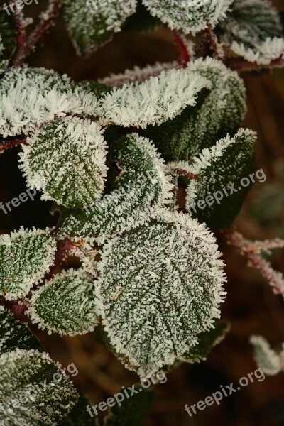 Hoarfrost Leaves Frozen Frost Cold