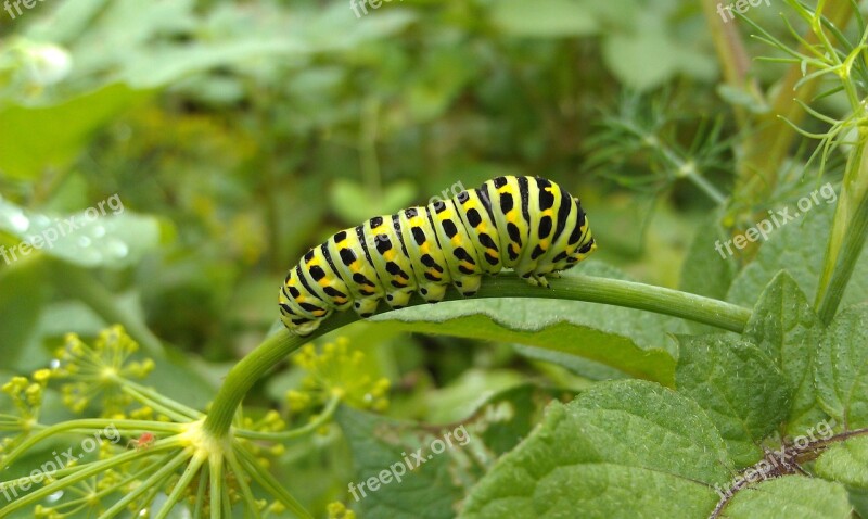 Swallowtail Caterpillar Swallowtail A Larva Of Butterfly Insect Lepidoptera