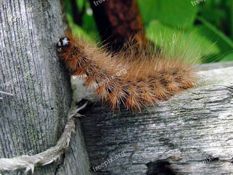 Caterpillar Shaggy Tracks Diaphora Mendica Insect Tree