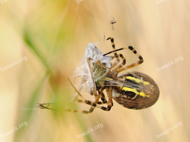 Spider Canvas Prey Macro Argiope Hornet