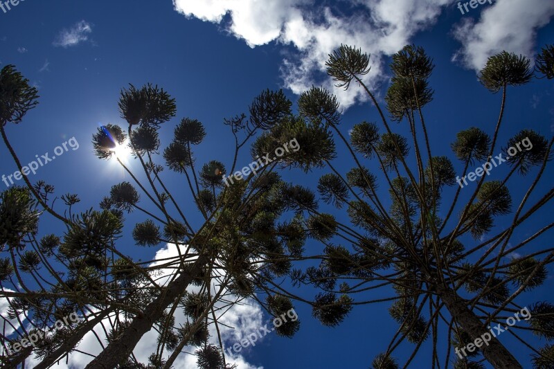 Flying Araucaria Nature Trees Landscape