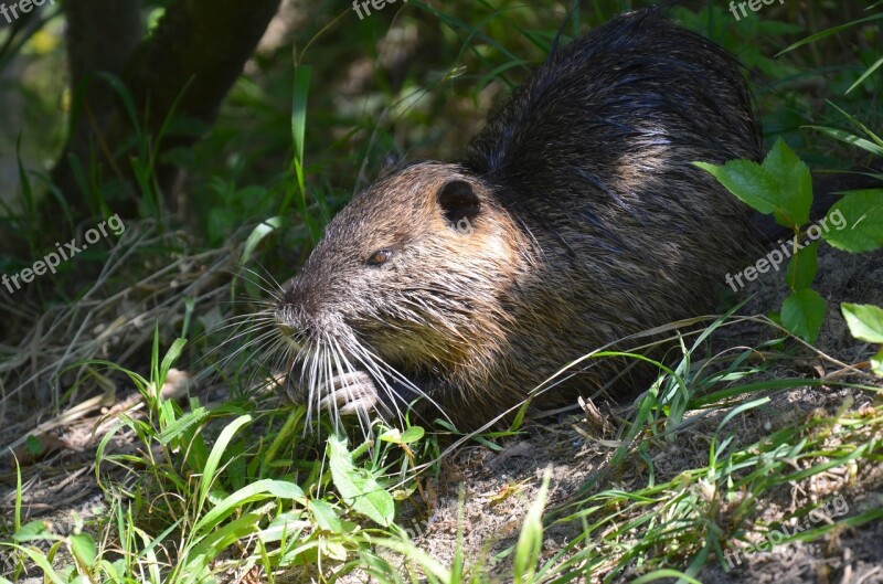 Nutria Coypu Shy Out To His Snack