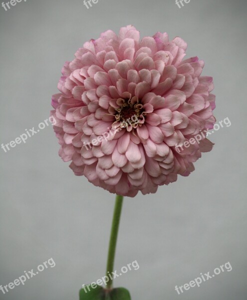 Zinnia Flower Summer Pale Pink