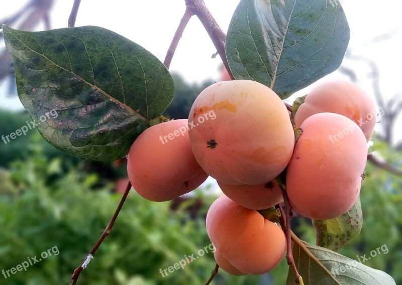 Persimmon Fruit In Autumn Sejong City Week Leung Notes Leung