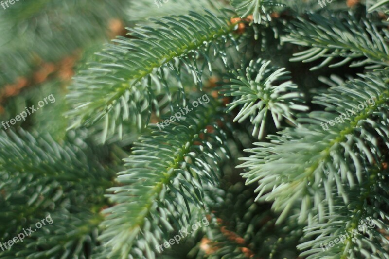 Blue Spruce Pine Needles Tree Conifer Pine