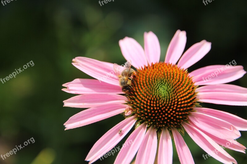 Bee Echinacea Medicinal Plant Insect Nature