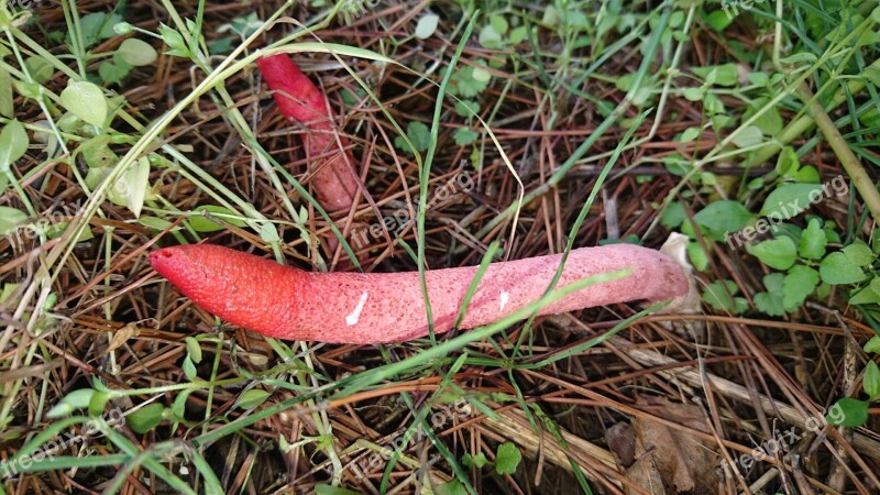 Mushroom Red Unusual Rare Red Book