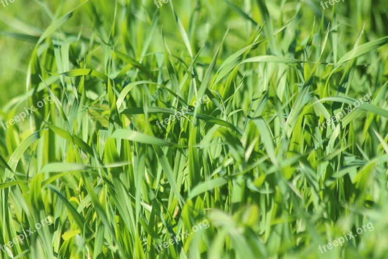 Grass Oats Green Oats Sprouts Nature