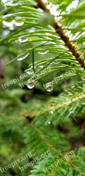 Pine Tree Needles Close Up Water Drop Forest