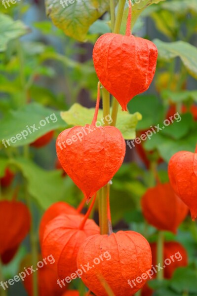 Lampionblume Plant Garden Orange Free Photos