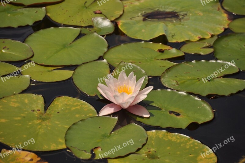 Water Flower Pond Lake Nature