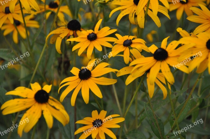 Coneflowers Flowers Yellow Bloom Summer