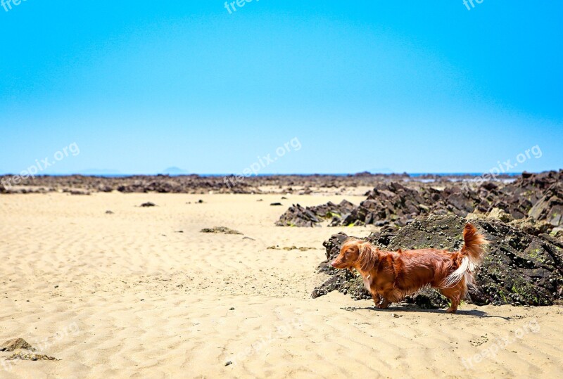 Dog Dachshund Animal Adorable Summer