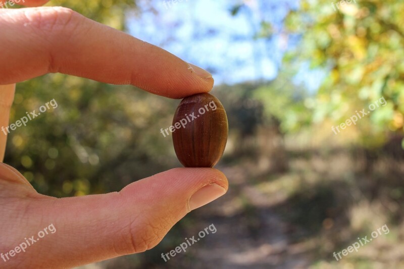 Hand Human Nature Keep Acorn