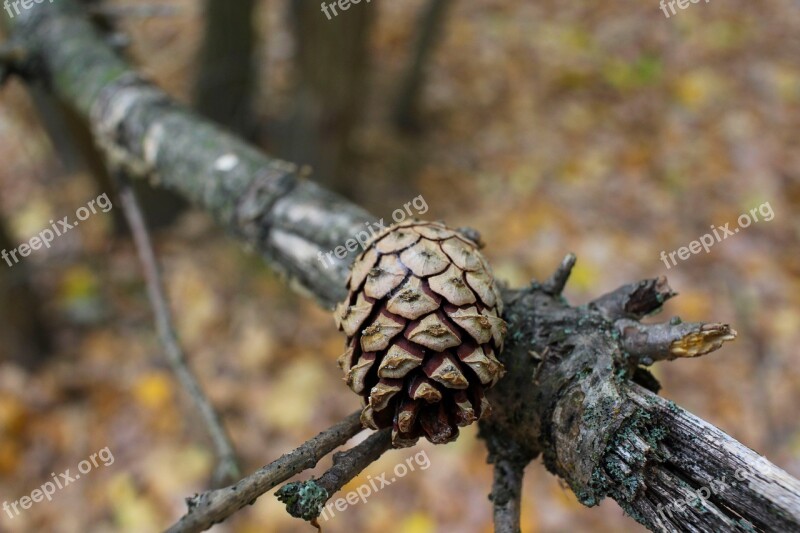 Autumn Kienapfel Tree Branch Forest