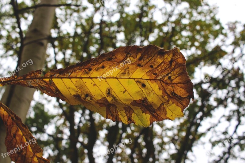 Autumn Colorful Leaf Color Nature