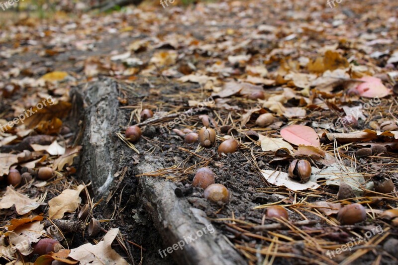 Autumn Ground Leaves Forest Earth