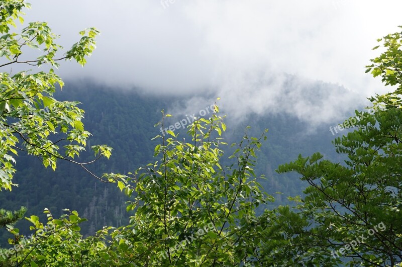 Mountain Fog Trees Daylight Sunny