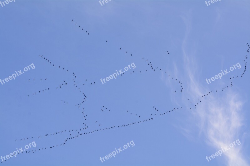 Migratory Birds Migratory Bird Crane Fly Bird Flock Of Birds