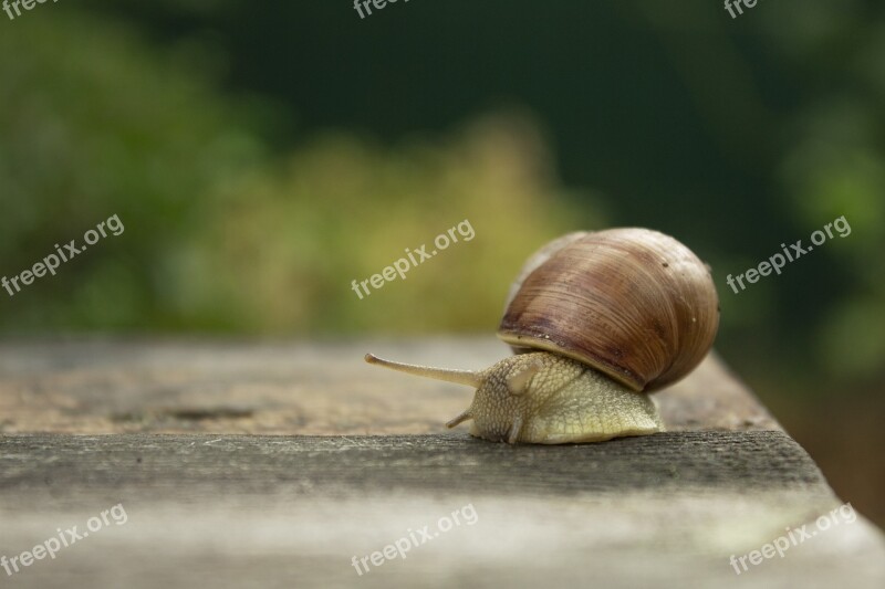 Snail Creeps Slow Slimy Macro