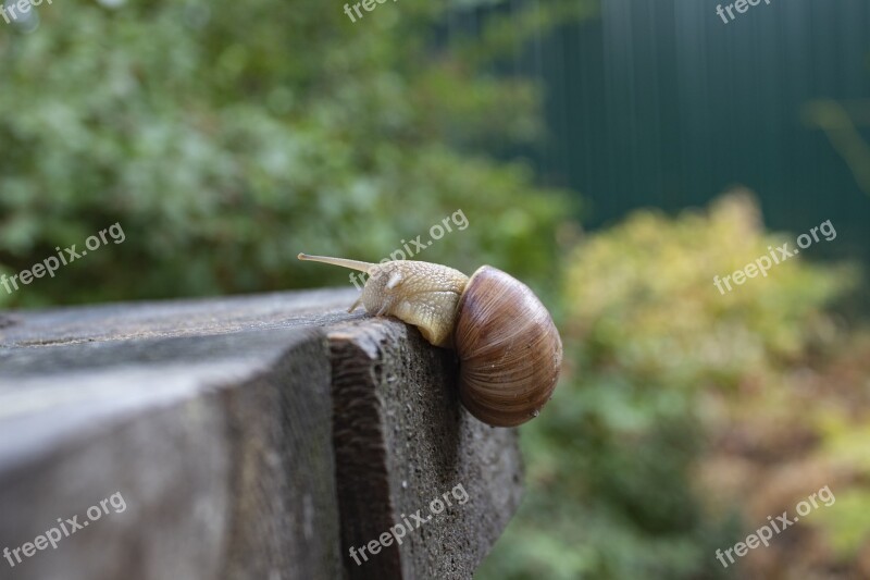 Snail Creeps Slimy Macro Slug