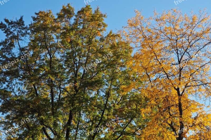 Trees Autumn Nature Landscape Leaves