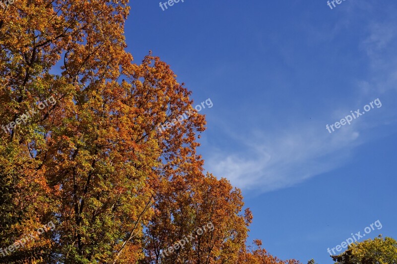 Trees Autumn Nature Landscape Leaves