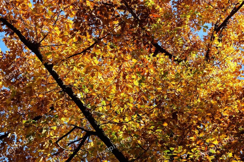 Trees Autumn Nature Landscape Leaves