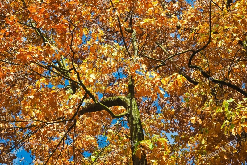 Trees Autumn Nature Landscape Leaves